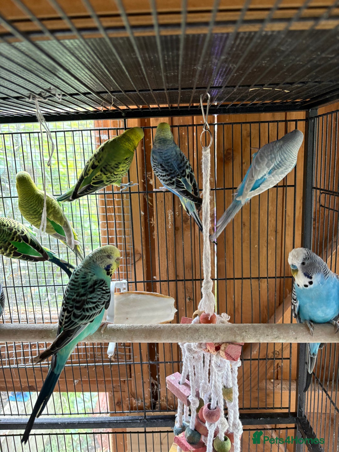 Budgerigars birds for sale: Budgies, mixed colours and sexes  - Image 2
