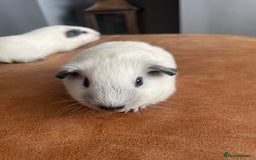 Guinea Pig rodents for sale: Two Female baby Californian point guineas - Image 3