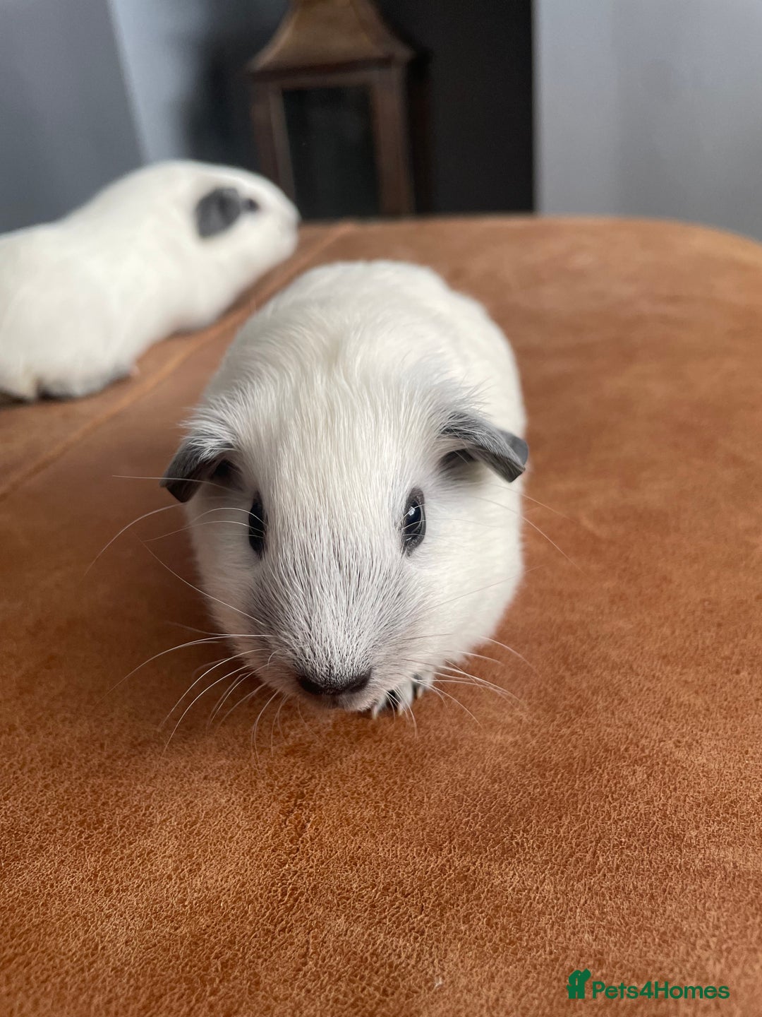 Guinea Pig rodents for sale: Two Female baby Californian point guineas - Image 3