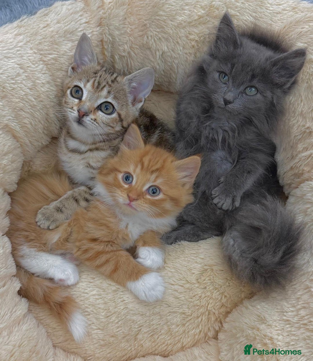 Mixed Breed cats for sale: LOVELY KITTENS  - Advert 1