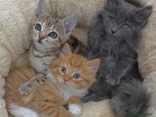 Mixed Breed cats for sale: LOVELY KITTENS - Advert 1