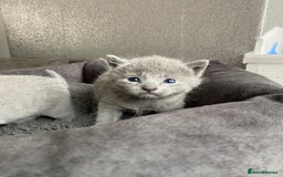 Russian Blue cats for sale: Russian blue kittens  - Image 8