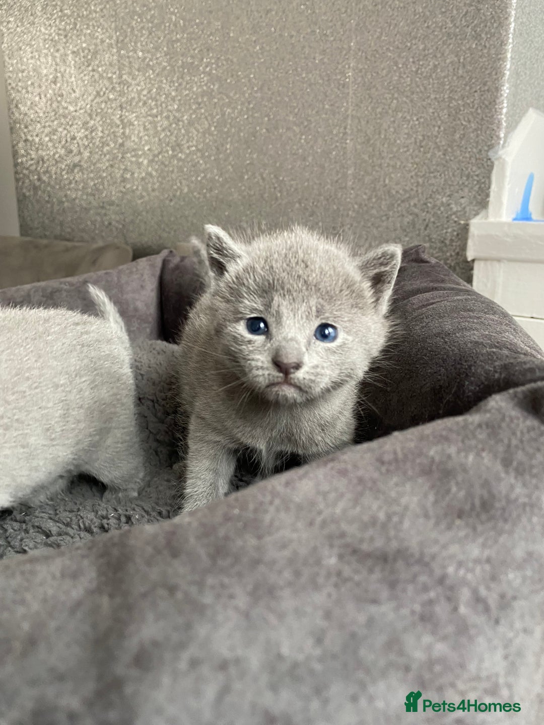 Russian Blue cats for sale: Russian blue kittens  - Image 8