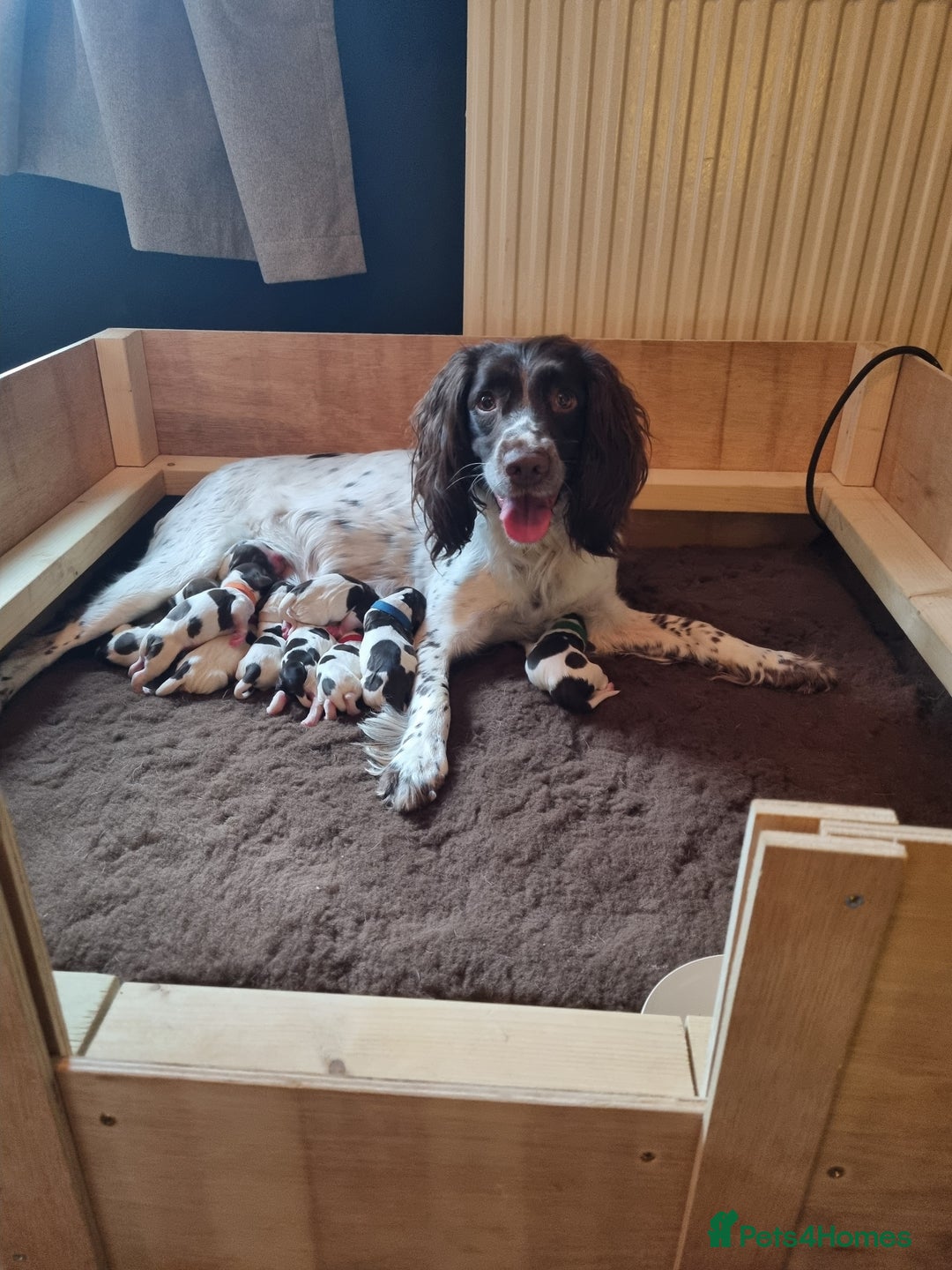 English Springer Spaniel dogs for sale: KC registered English Springer Spaniel puppies 🐾 - Advert 22