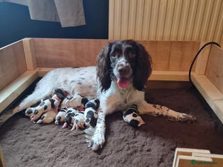 English Springer Spaniel dogs KC registered English Springer Spaniel puppies 🐾 - Advert 13