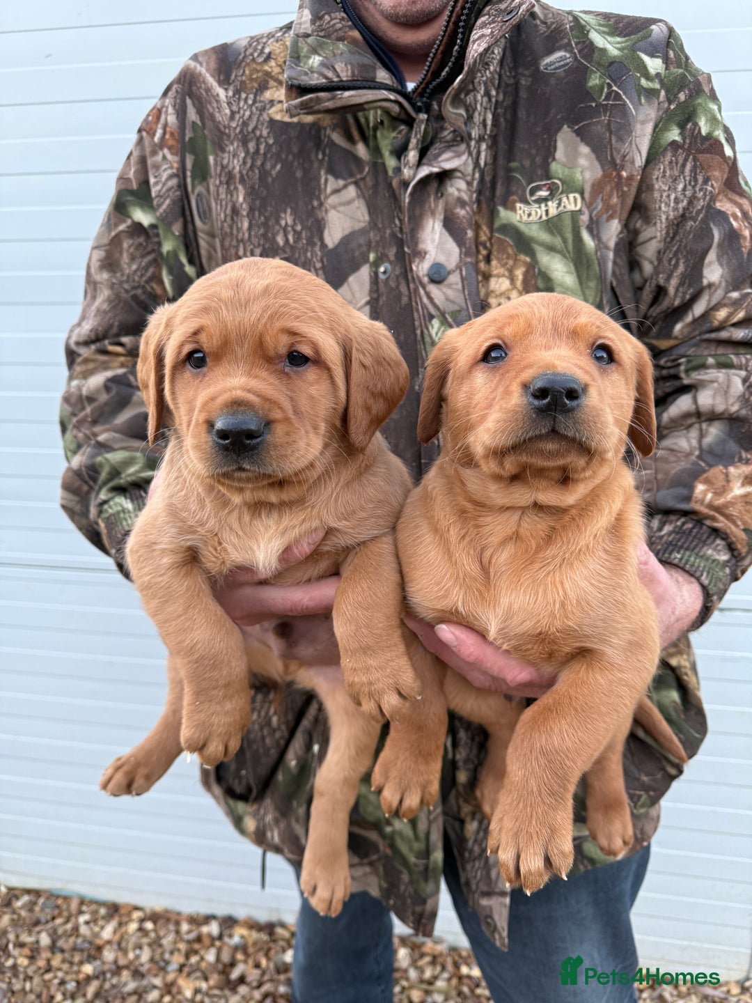 Goldador dogs for sale: Beautiful Chunky Dark Red Goldadors  - Advert 5