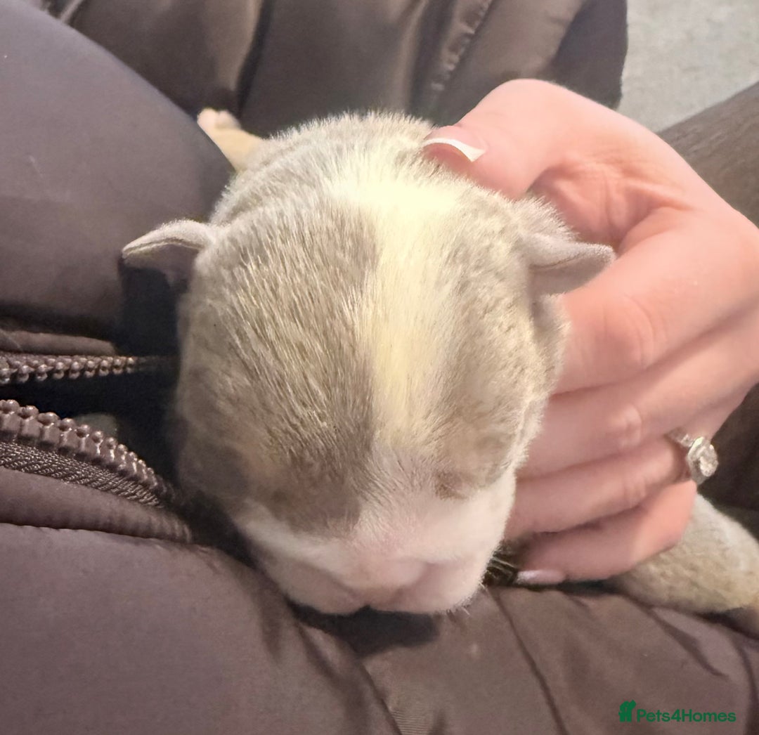 English Bulldog dogs for sale: 4 beautiful strong puppies - Advert 25