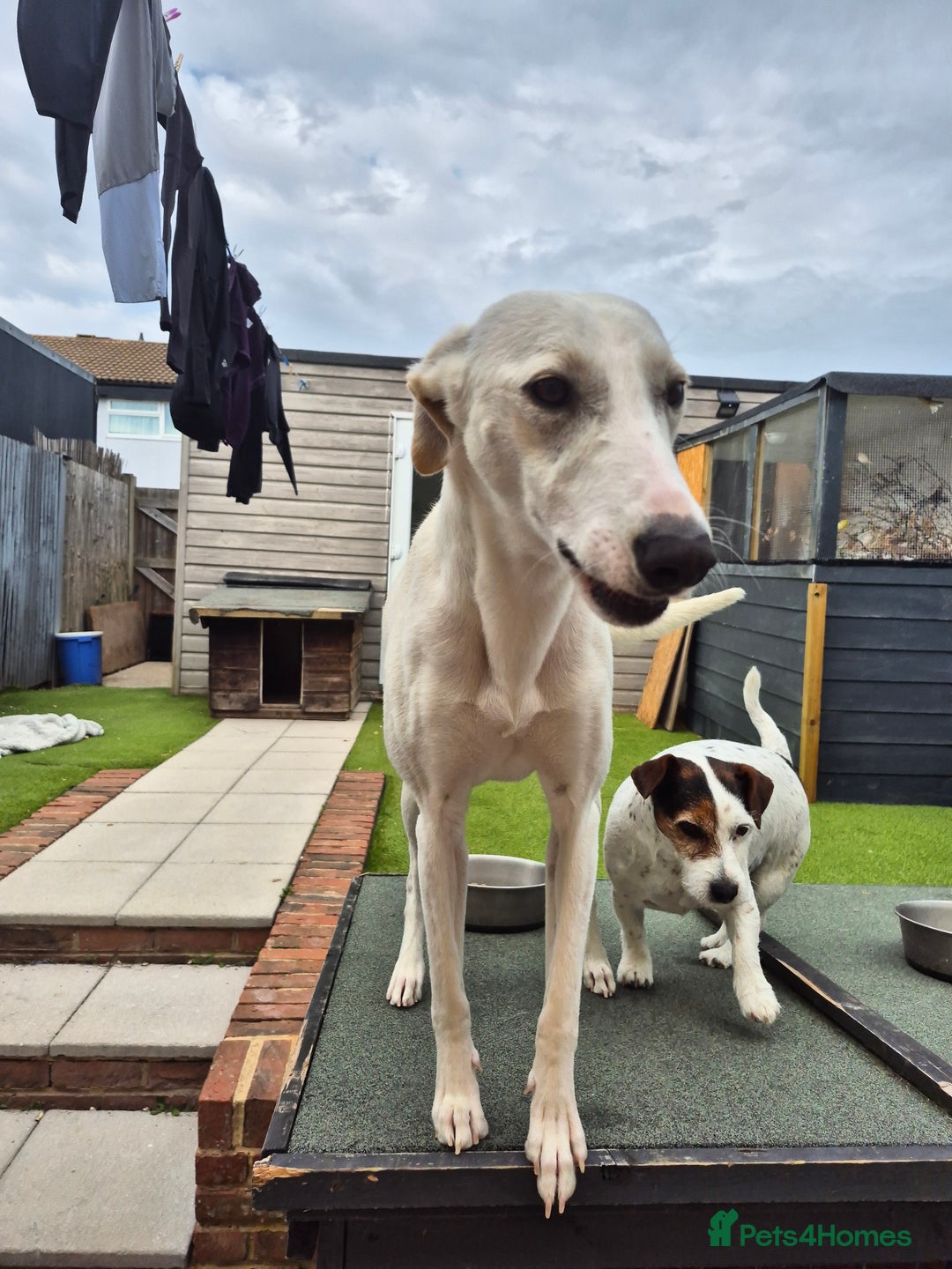 Greyhound dogs for sale: 2 Female Greyhounds - Image 5