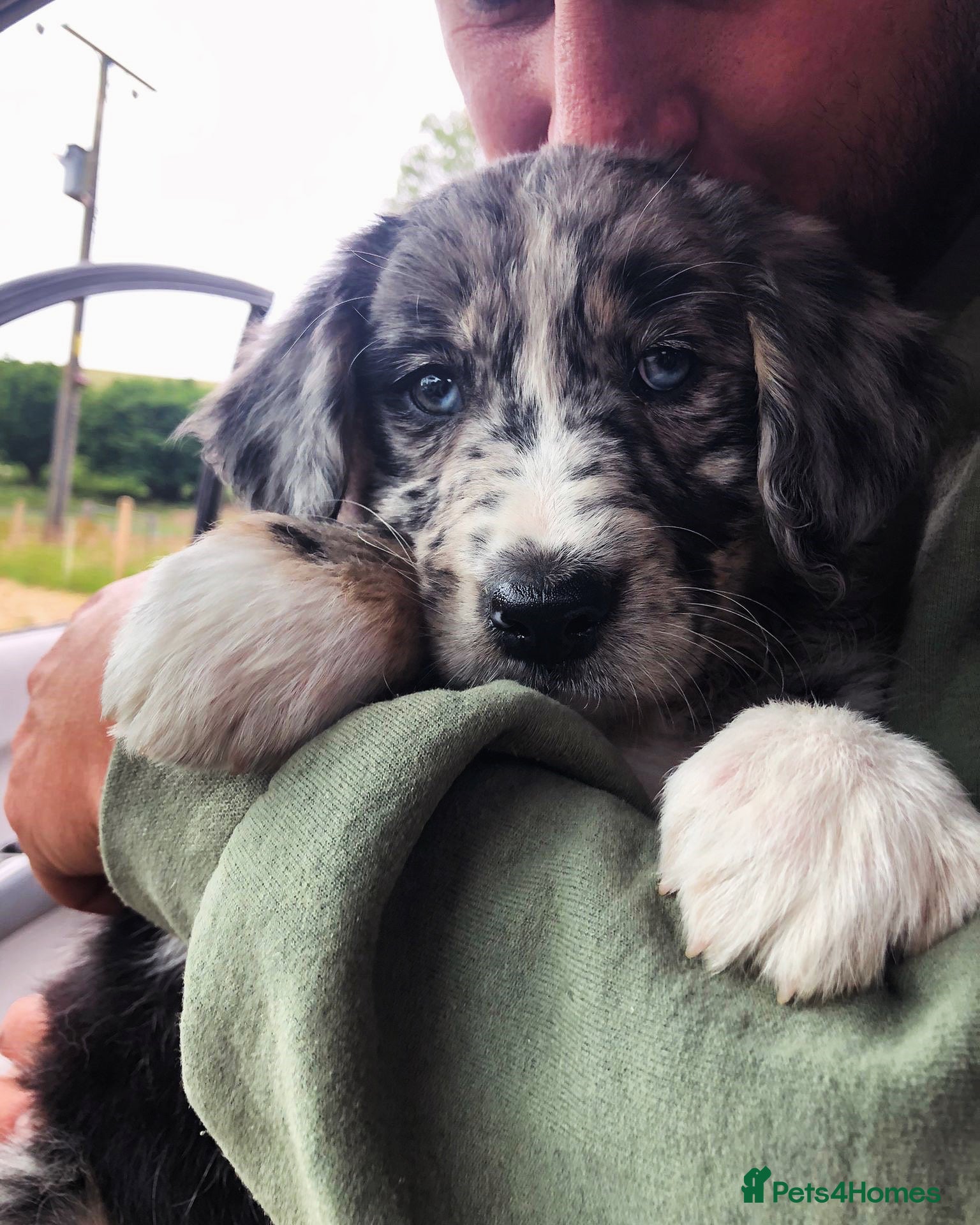 Mixed Breed dogs Coltriever puppy’s coming VERY SOON!  - Advert 1