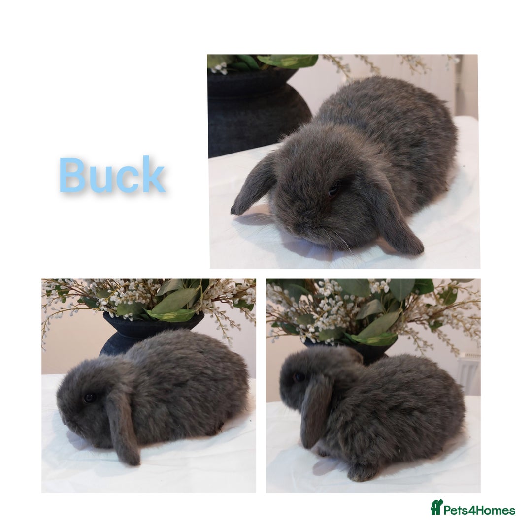 Mini Lop rabbits for sale: Stunning Mini Lop Baby Rabbits - Advert 8