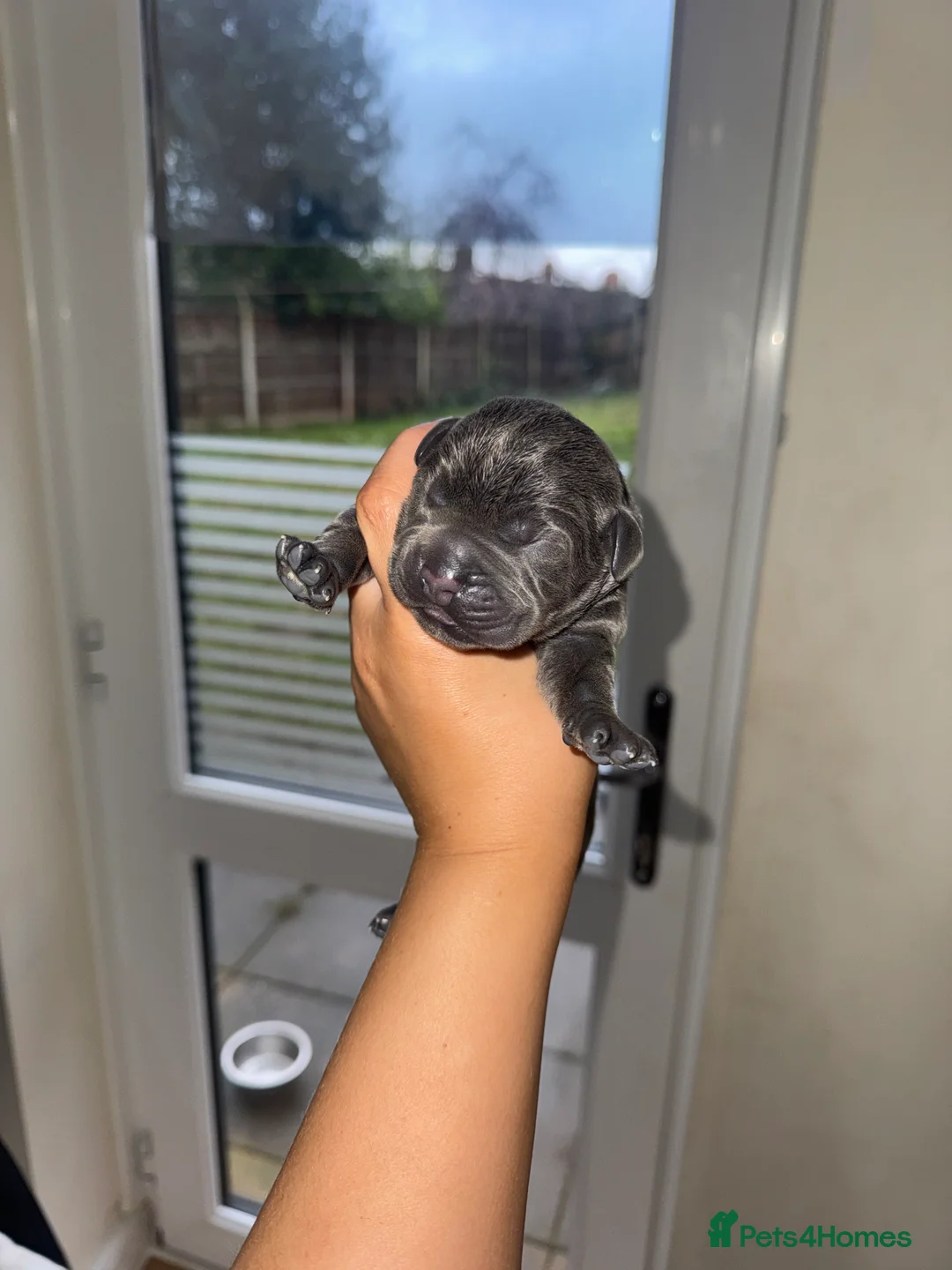 Cane Corso dogs for sale: Cane Corso Rare Blue/Grey Puppies  - Advert 15