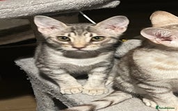 Ocicat cats for sale: Two delightful Blue Ocicat girls - Image 11