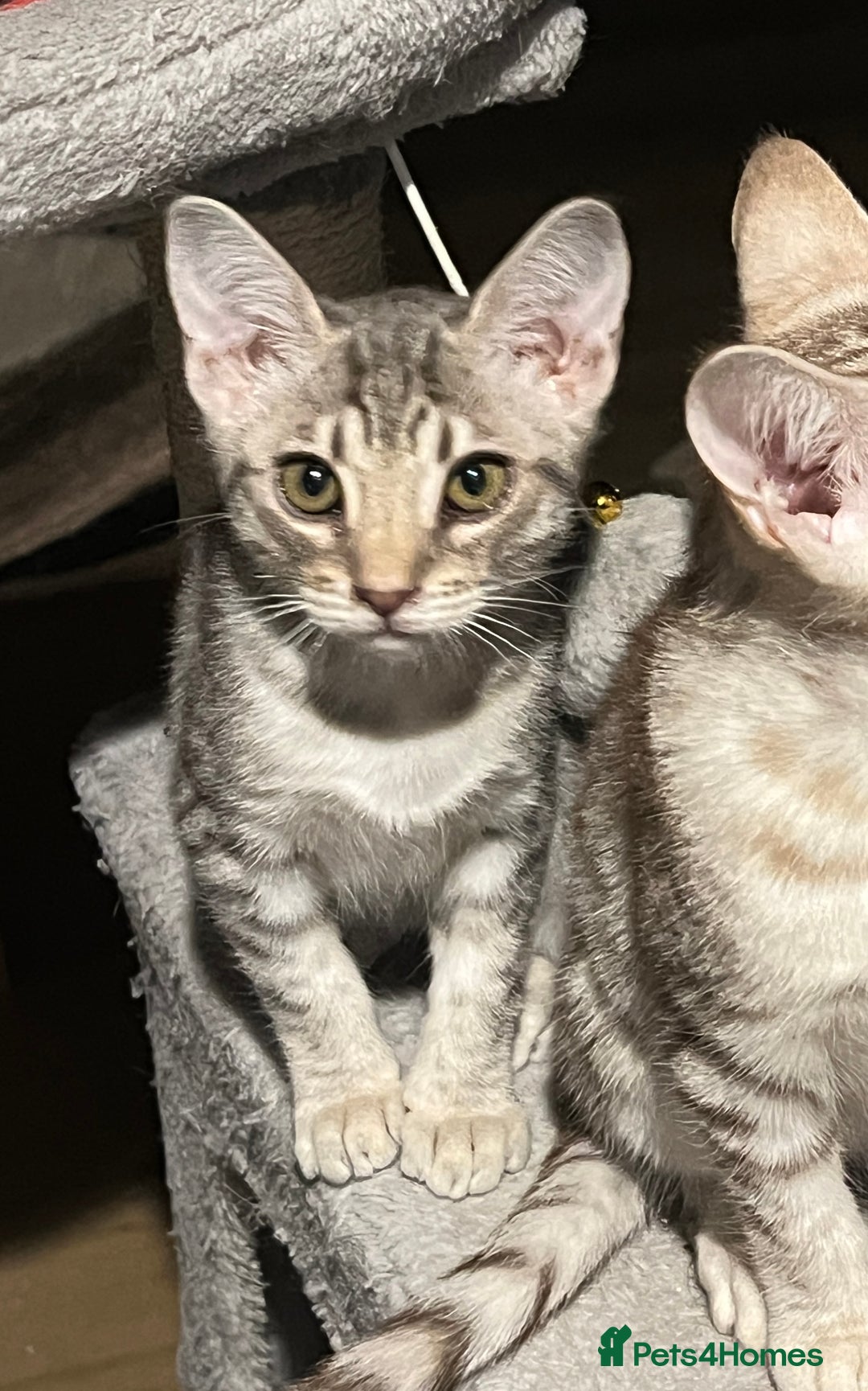 Ocicat cats for sale: Two delightful Blue Ocicat girls - Image 11