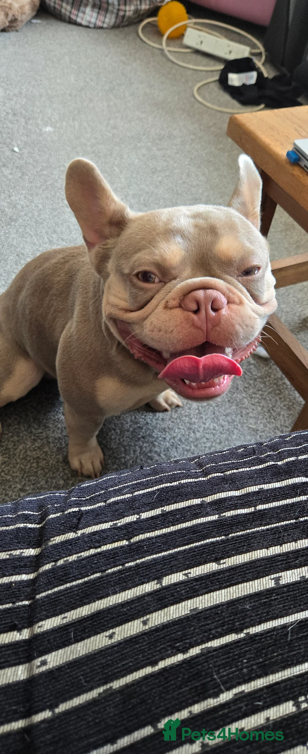 French Bulldog dogs for sale: Male French bulldog  in Brighton - Advert 2