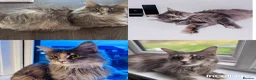 Maine Coon cats for sale: Gorgeous Maine Coon Boy 🩶 - Advert 6