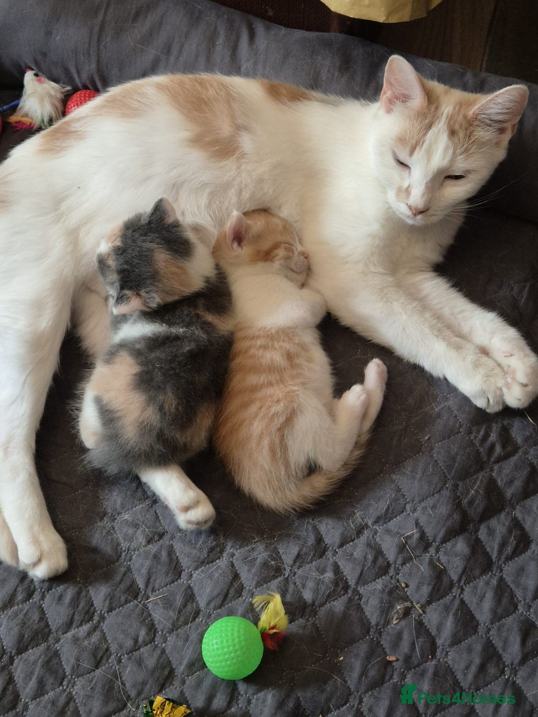 British Shorthair cats for sale: Beautiful loving kittens  - Image 3