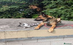 Belgian Shepherd Dog dogs for sale: Belgian Malinois For Sale - Image 6