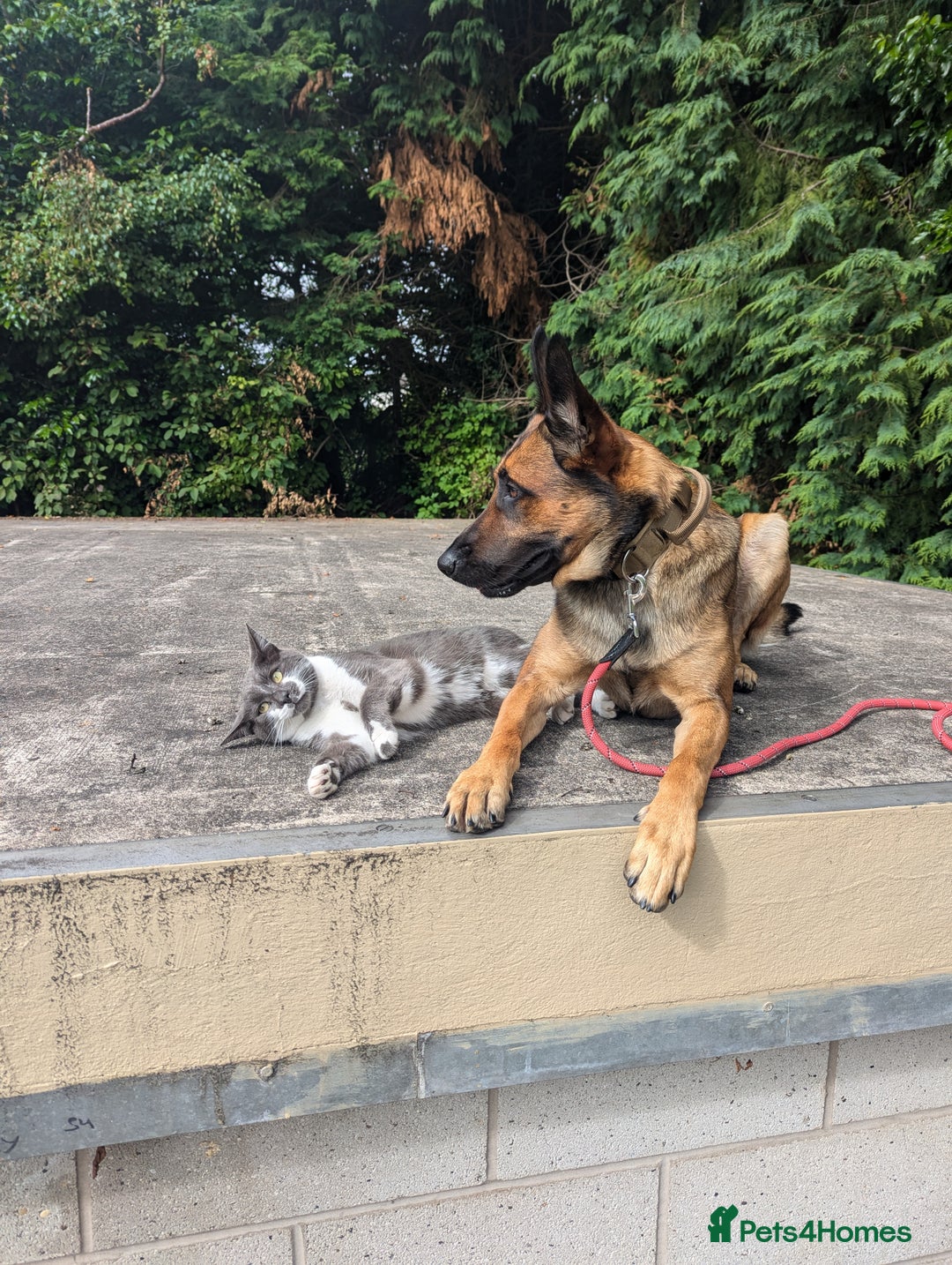 Belgian Shepherd Dog dogs for sale: Belgian Malinois For Sale - Image 6