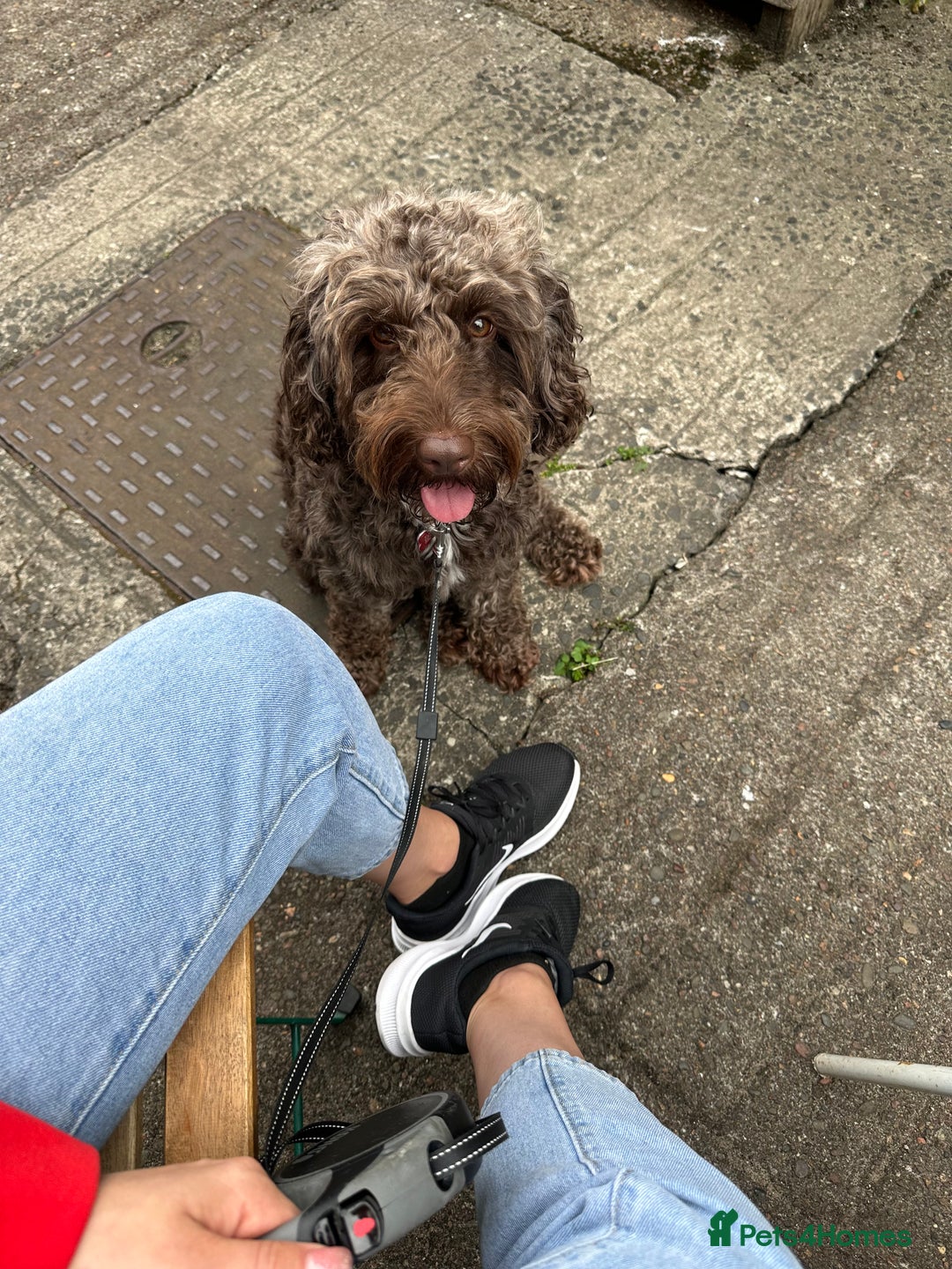 Cockapoo dogs for stud: Coco - Proven Chocolate F1B Cockapoo for Stud - Advert 2