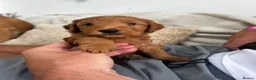 Mixed Breed dogs for sale: Mini Goldendoodle - Advert 6