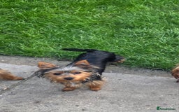 Yorkshire Terrier dogs for sale: Girl Yorkshire terrier  - Image 4