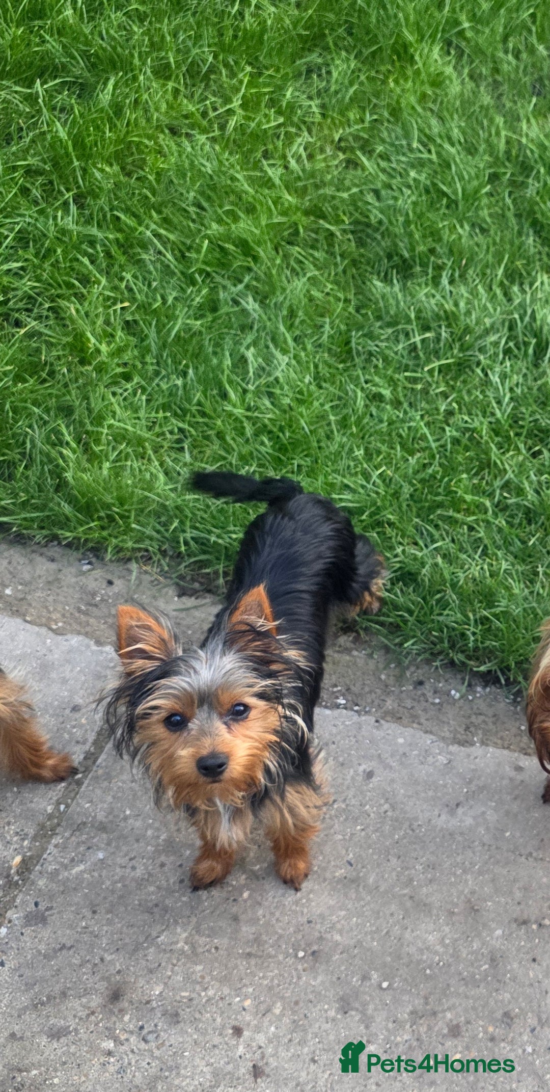 Yorkshire Terrier dogs for sale: Girl Yorkshire terrier  - Image 4