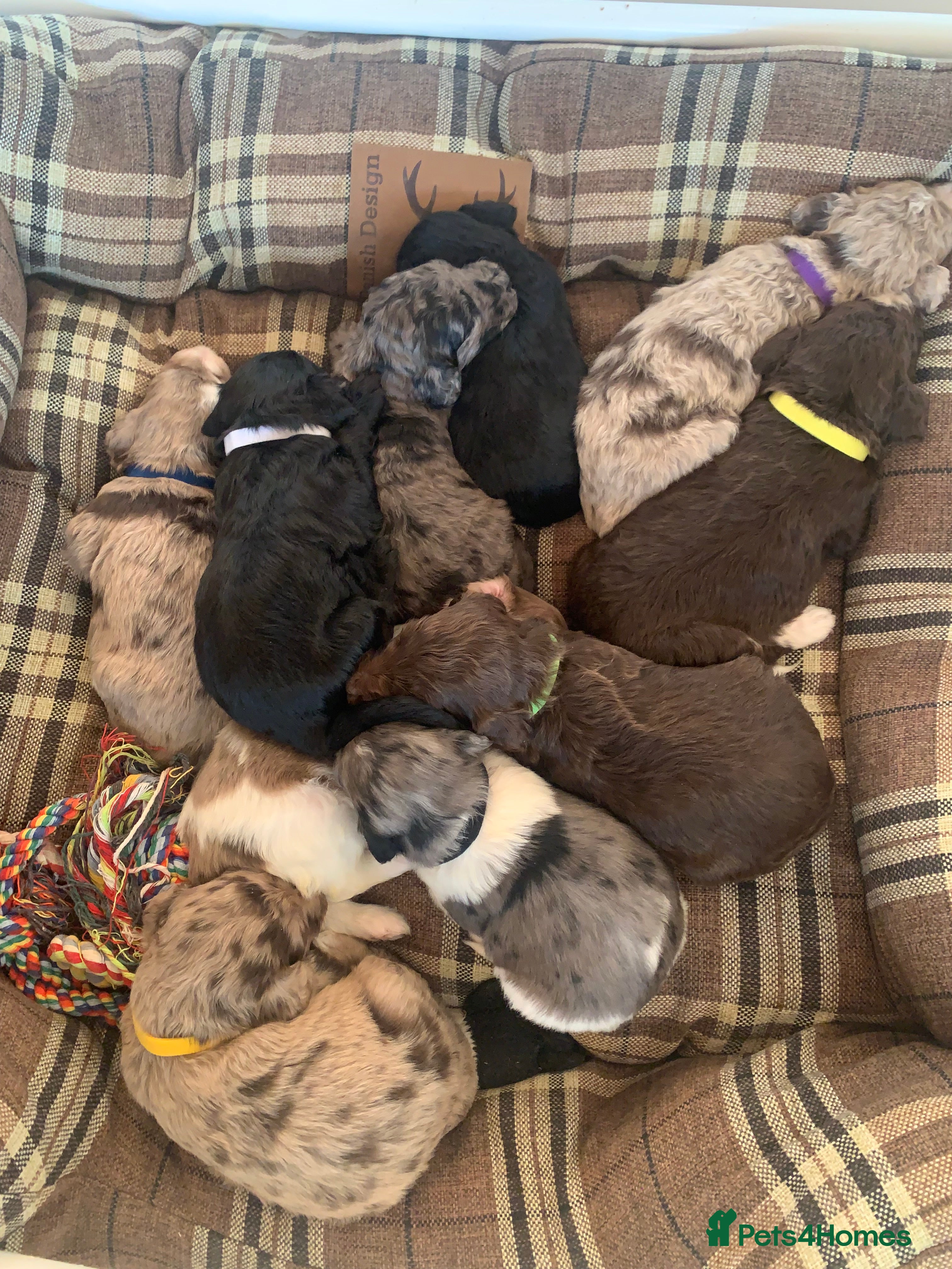 Bernedoodle dogs Midi Size Bernedoodle Merle, Chocolate - Advert 10