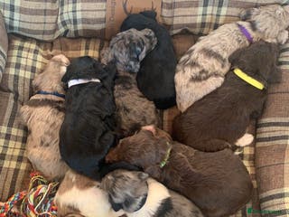 Bernedoodle dogs Midi Size Bernedoodle Merle, Chocolate - Advert 2