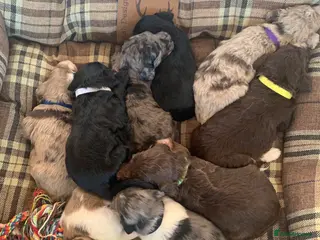 Bernedoodle dogs Midi Size Bernedoodle Merle, Chocolate - Advert 10