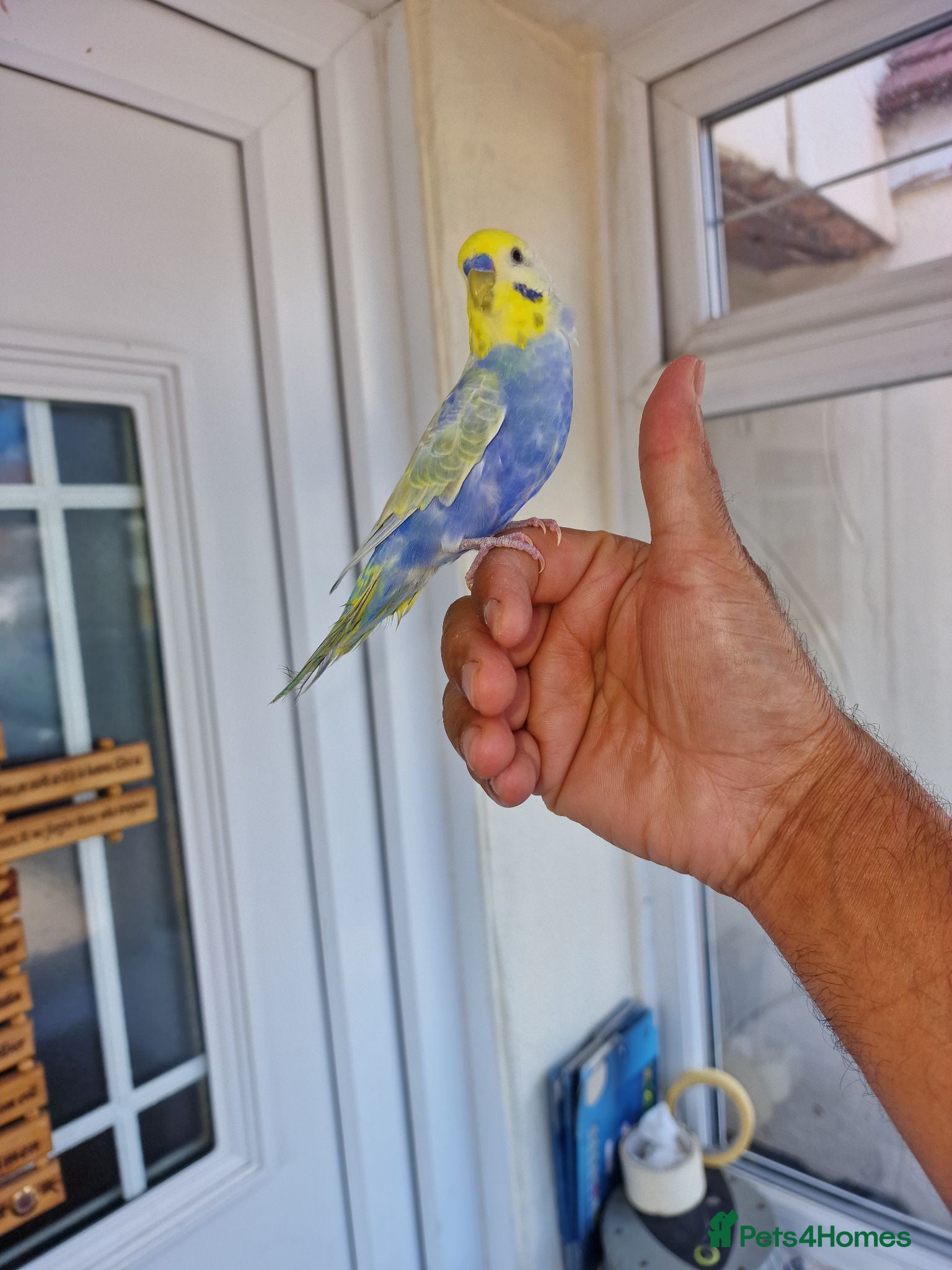 Budgerigars birds Super silly hand tamed baby budgies  - Advert 6