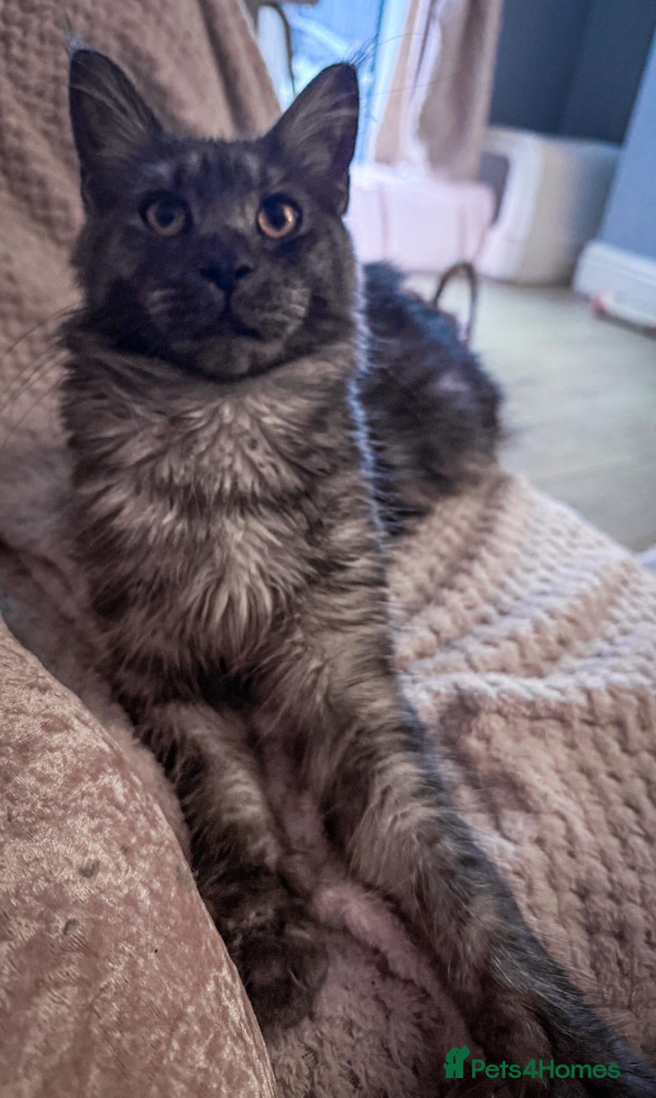 Maine Coon cats Full breed gorgeous Mainecoon kittens ready Jan 31 - Advert 1