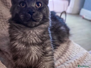 Maine Coon cats Full breed gorgeous Mainecoon kittens ready Jan 31 - Advert 1