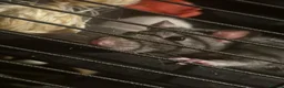 Rat rodents for sale: 4 female rats in Sheffield - Advert 9