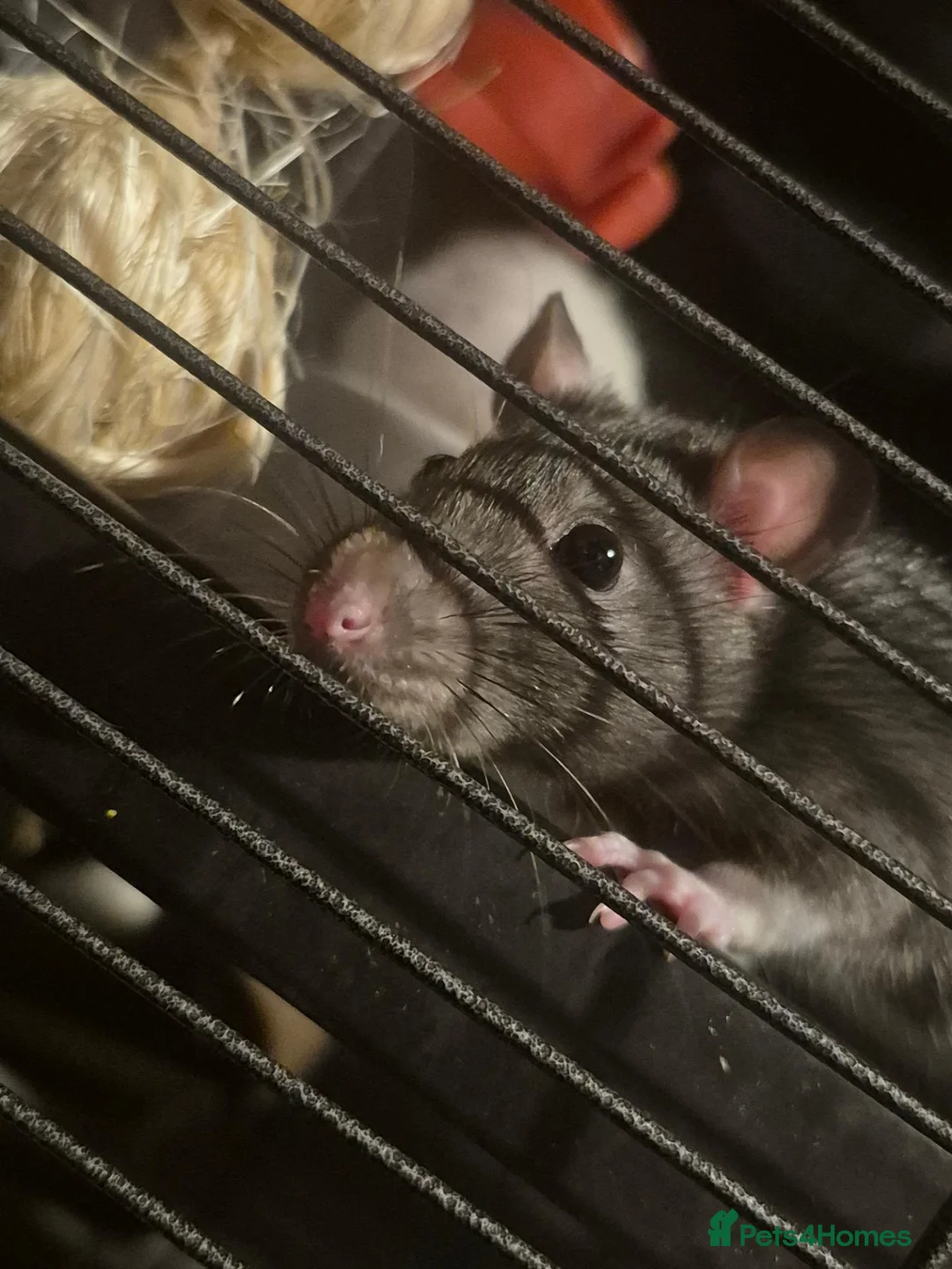 Rat rodents for sale: 4 female rats in Sheffield - Advert 9