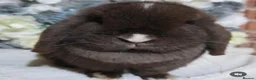 Mini Lop rabbits for sale: Beautiful Chocolate VM Mini Lop Doe - Advert 5