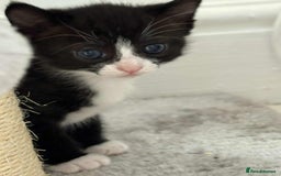 British Shorthair cats for sale: 2 kittens for sale  - Image 8