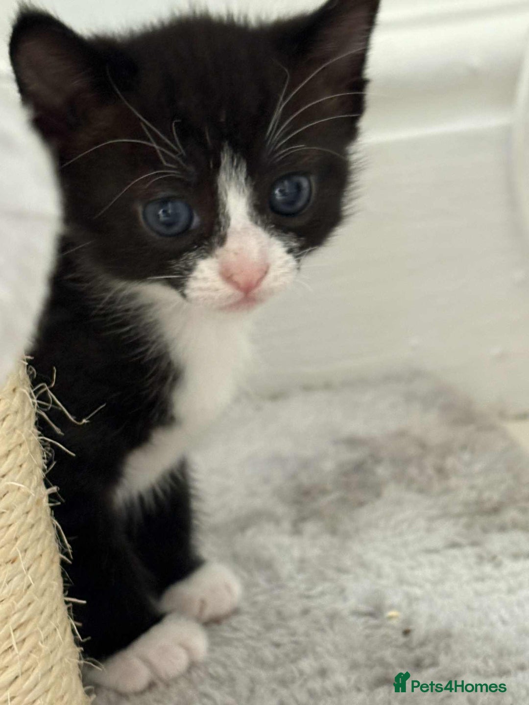 British Shorthair cats for sale: 2 kittens for sale  - Image 8