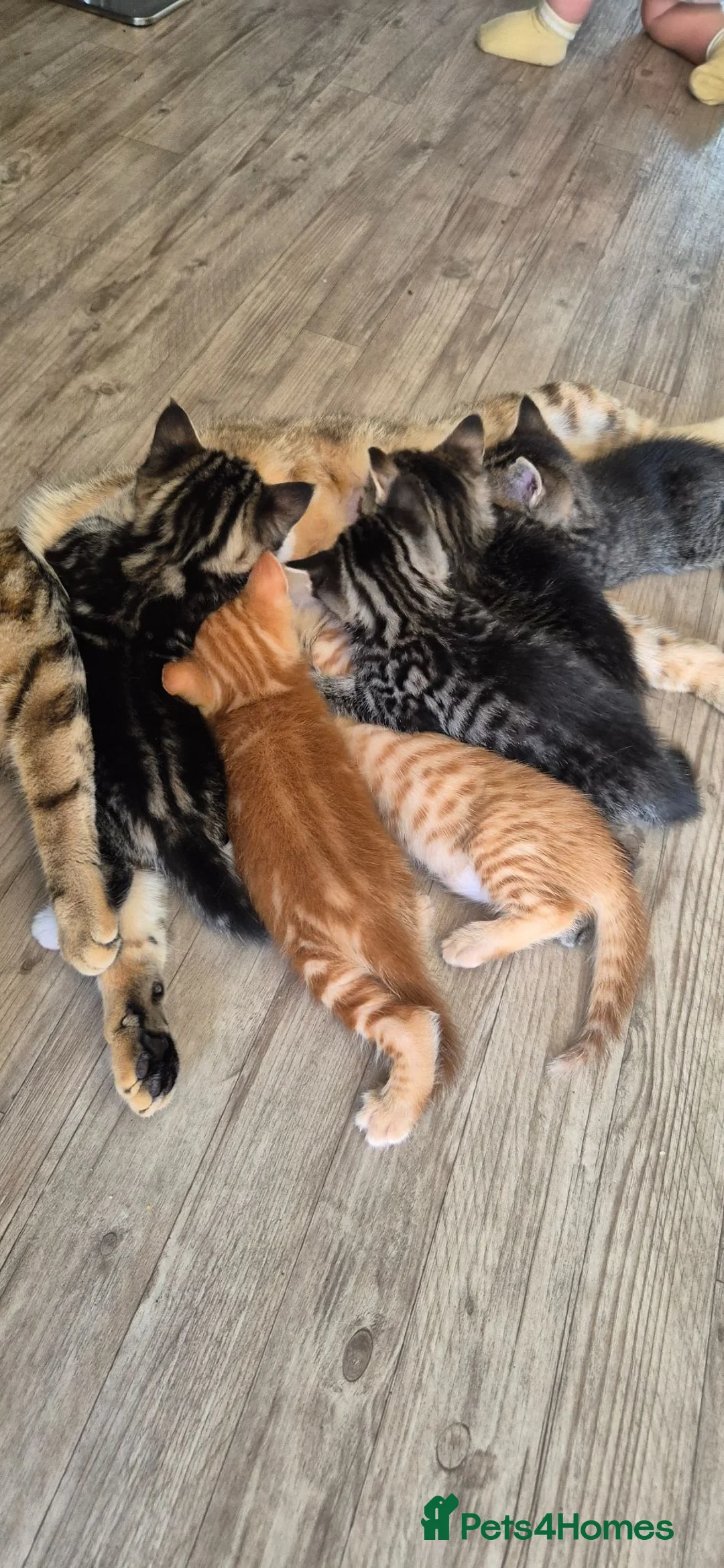 Mixed Breed cats for sale: Beautiful stripey ginger/tabby kittens.  - Advert 2