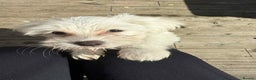 Chinese Crested dogs for sale: Chinease crested powder puff  - Advert 13