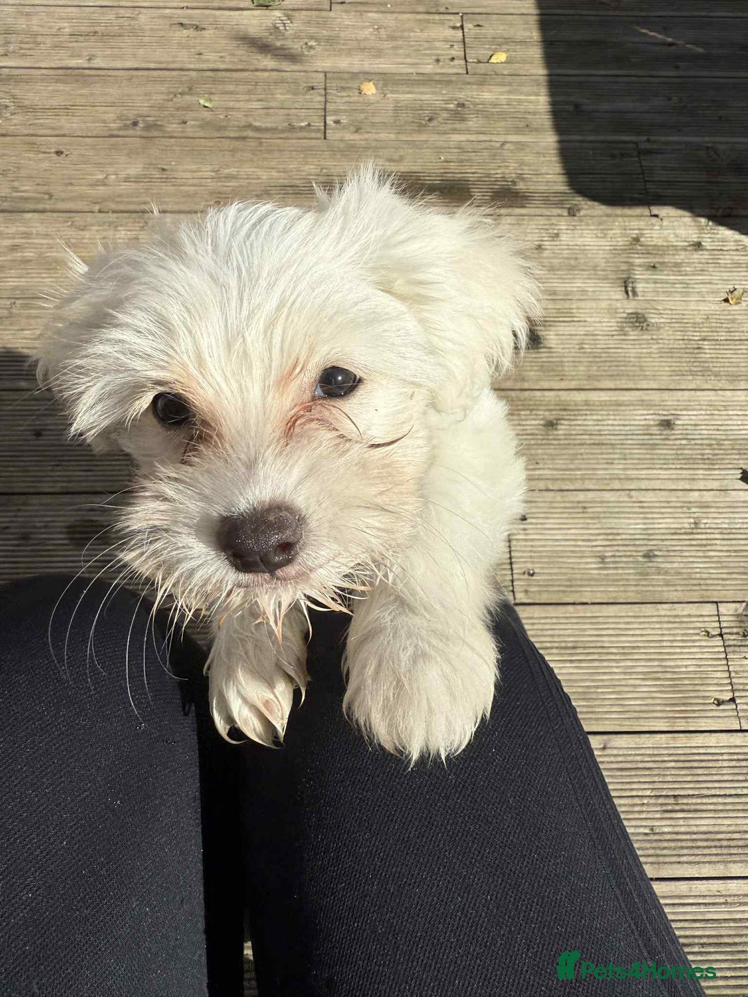 Chinese Crested dogs for sale: Chinease crested powder puff  - Image 14