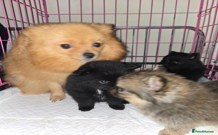 Pomeranian dogs - Advert 8