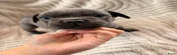French Bulldog dogs for sale: French bulldog puppies  - Advert 11