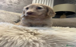 Miniature Dachshund dogs for sale: Longhairedd miniature dachshunds  - Image 18