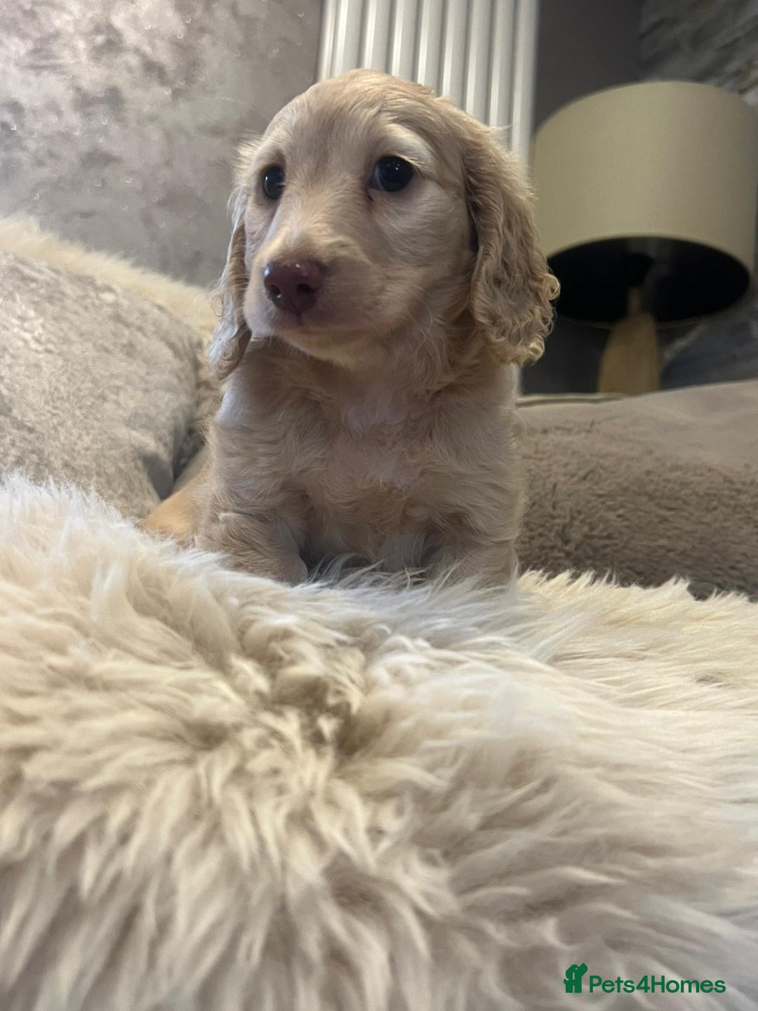 Miniature Dachshund dogs for sale: Longhairedd miniature dachshunds  - Image 18