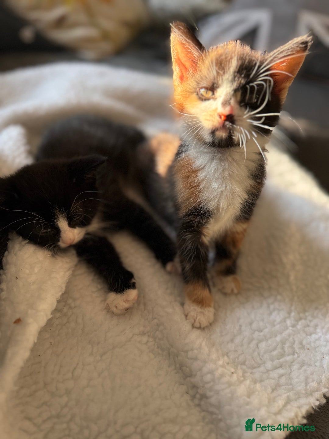 British Shorthair cats for sale: One boy and one girl ready - Image 3