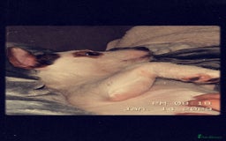 Jack Russell dogs for sale: Jack russel  - Image 4