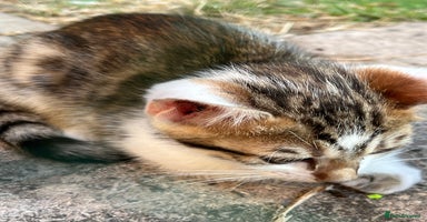 Bengal cats - Advert 9