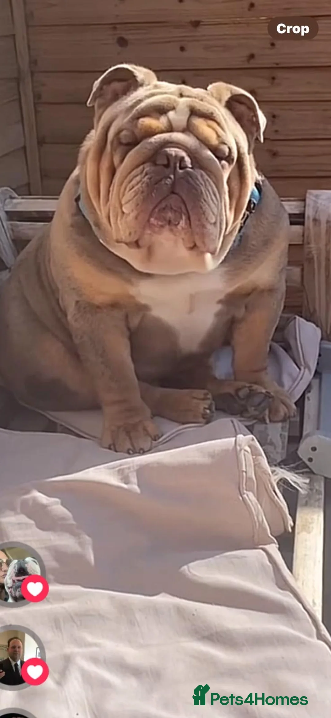 English Bulldog dogs for stud: King bear mcr - Advert 5