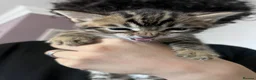 Bengal cats for sale: Bangal x kittens  - Advert 6