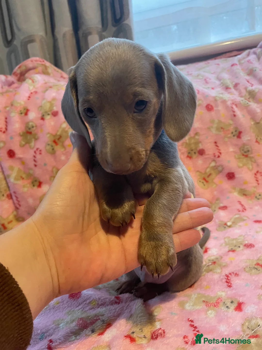Dachshund dogs for sale: Dachshund puppies  - Advert 1
